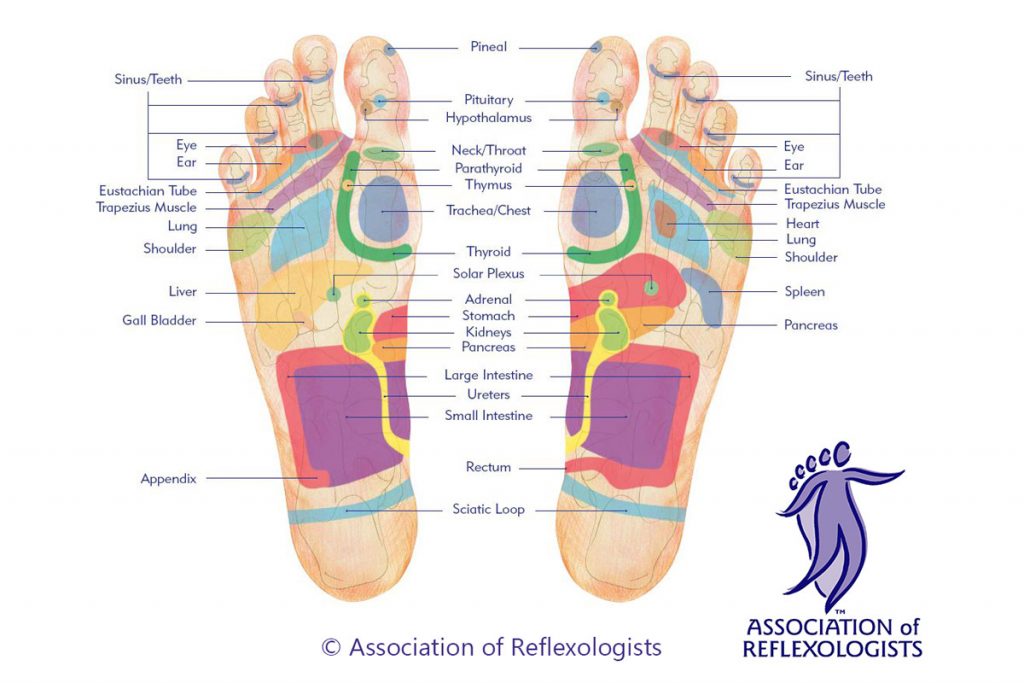 Reflexology Footmap Plantar